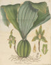 Dendrobium barringtoniae - William Jackson Hooker — artwork view