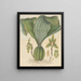 Dendrobium barringtoniae - William Jackson Hooker — framed artwork on a wall