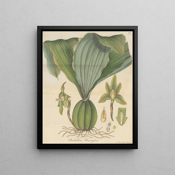 Dendrobium barringtoniae - William Jackson Hooker — framed artwork on a wall