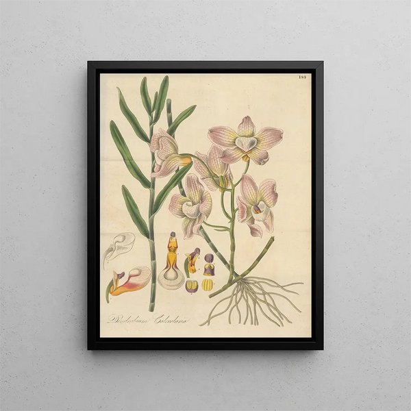 Dendrobium calceolaria - William Jackson Hooker — framed artwork on a wall