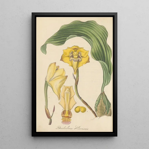 Dendrobium harrisoniae - William Jackson Hooker — framed artwork on a wall