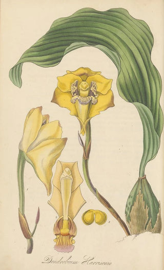 William Jackson Hooker - Dendrobium Harrisoniae.webp