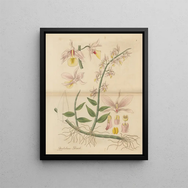 Dendrobium pierardi - William Jackson Hooker — framed artwork on a wall