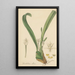Dendrobium album painting - William Jackson Hooker — framed artwork on a wall