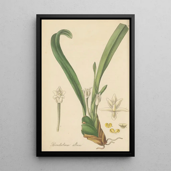 Dendrobium album painting - William Jackson Hooker — framed artwork on a wall