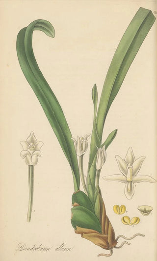 William Jackson Hooker - Dendrobium album.webp