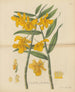 Dendrobium frangé - William Jackson Hooker — artwork view
