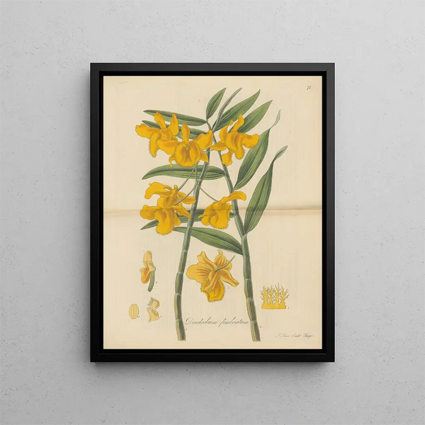 Dendrobium frangé - William Jackson Hooker — framed artwork on a wall