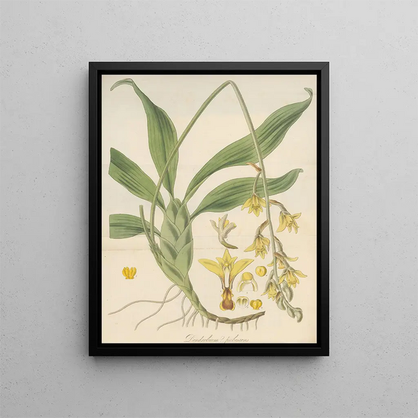 Dendrobium pubescens - William Jackson Hooker — framed artwork on a wall