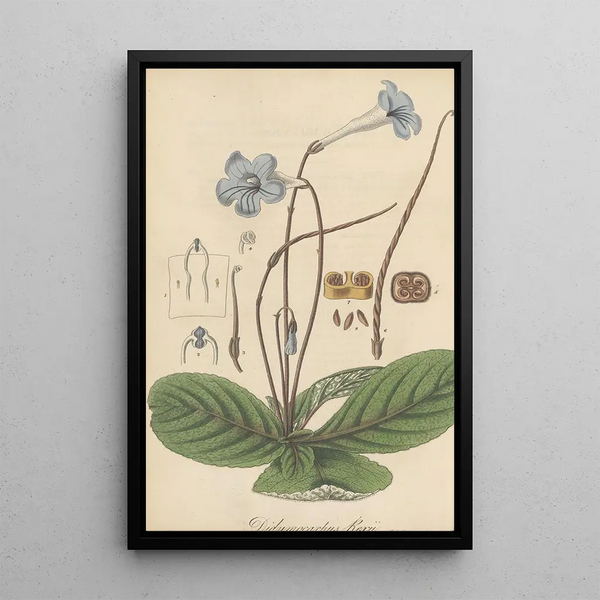 Didymocarpus rexii - William Jackson Hooker — framed artwork on a wall