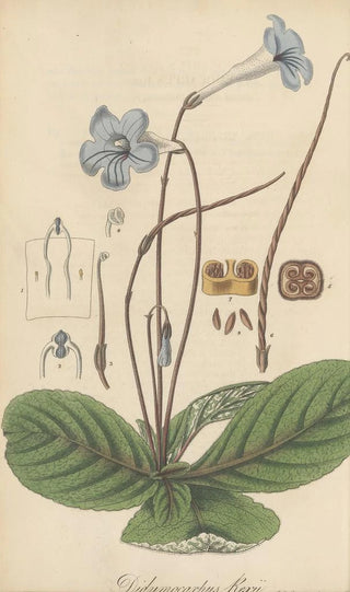 William Jackson Hooker - Didymocarpus Rexii.webp