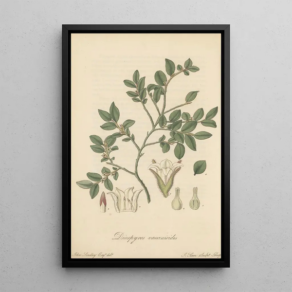 Diospyros vaccinioides - William Jackson Hooker — framed artwork on a wall