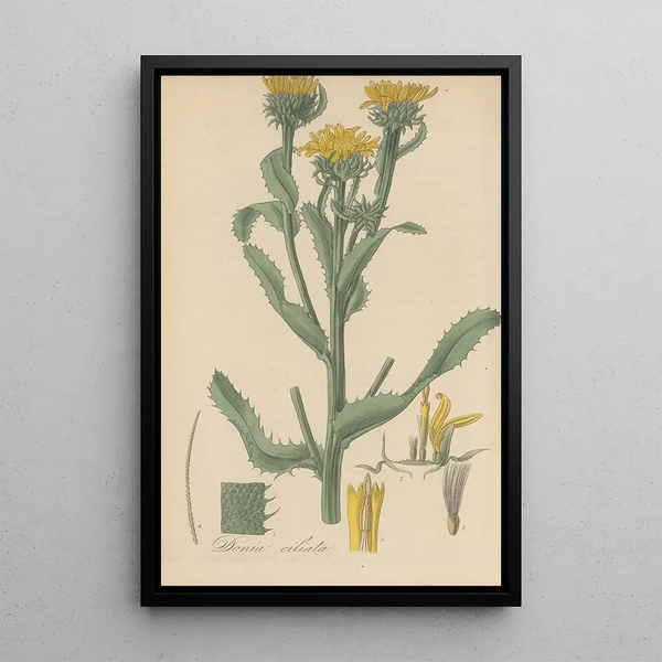 Donia ciliata - William Jackson Hooker — framed artwork on a wall