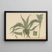 Doodia Aspera - William Jackson Hooker — framed artwork on a wall