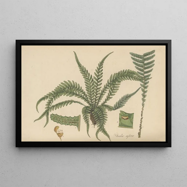 Doodia Aspera - William Jackson Hooker — framed artwork on a wall