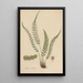 Doodia caudata - William Jackson Hooker — framed artwork on a wall