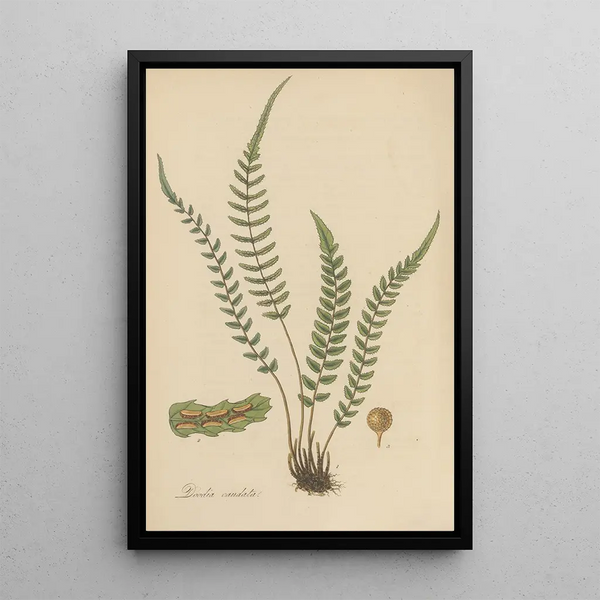Doodia caudata - William Jackson Hooker — framed artwork on a wall