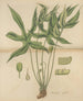 Dorstenia arifolia - William Jackson Hooker — artwork view
