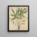 Dorstenia arifolia - William Jackson Hooker — framed artwork on a wall