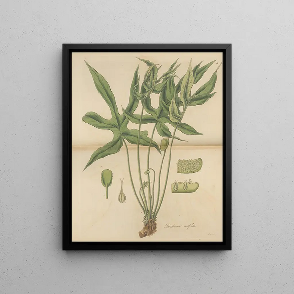 Dorstenia arifolia - William Jackson Hooker — framed artwork on a wall