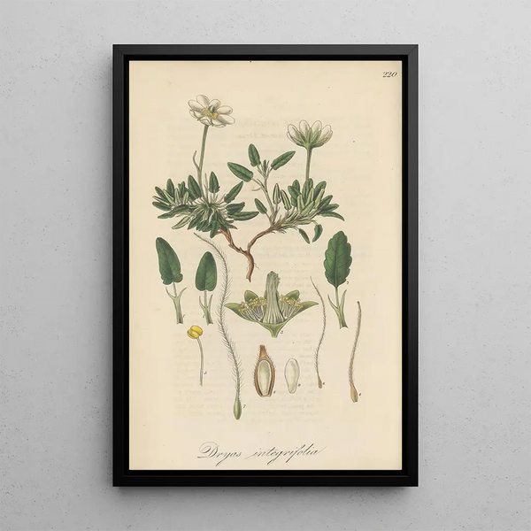 Dryas integrifolia - William Jackson Hooker — framed artwork on a wall