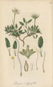 Dryas integrifolia - William Jackson Hooker — artwork view