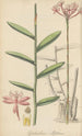 Epidendrum ellipticum - William Jackson Hooker — artwork view