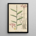 Epidendrum ellipticum - William Jackson Hooker — framed artwork on a wall