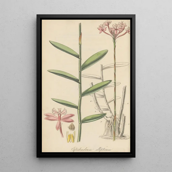 Epidendrum ellipticum - William Jackson Hooker — framed artwork on a wall