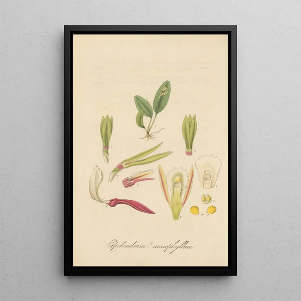 Epidendrum monophyllum - William Jackson Hooker — framed artwork on a wall
