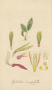 Epidendrum monophyllum - William Jackson Hooker — artwork view