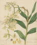 Épidendrum penché - William Jackson Hooker — artwork view