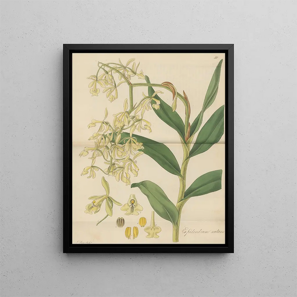 Épidendrum penché - William Jackson Hooker — framed artwork on a wall
