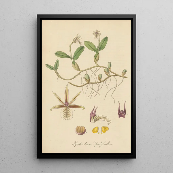 Epidendrum polybulbon - William Jackson Hooker — framed artwork on a wall