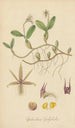 Epidendrum polybulbon - William Jackson Hooker — artwork view