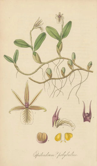 William Jackson Hooker - Epidendrum polybulbon.webp