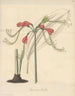 Eucrosie bicolore - William Jackson Hooker — artwork view