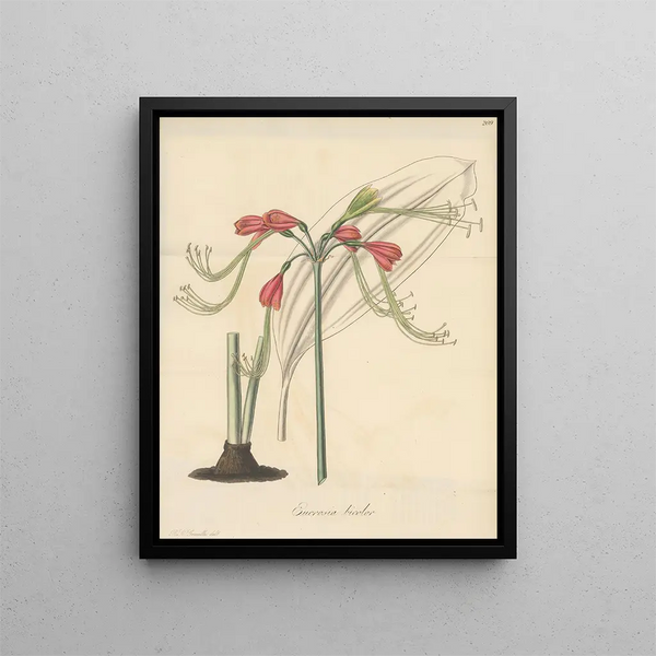 Eucrosie bicolore - William Jackson Hooker — framed artwork on a wall