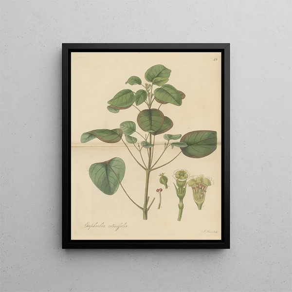 Euphorbia cotinifolia - William Jackson Hooker — framed artwork on a wall