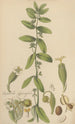 Euphorbia hypericifolia - William Jackson Hooker — artwork view