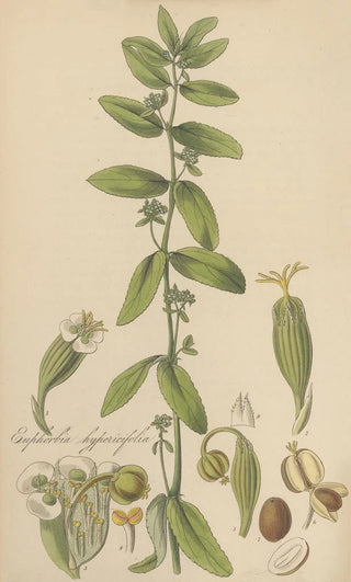 Euphorbia hypericifolia - William Jackson Hooker — artwork view