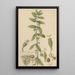 Euphorbia hypericifolia - William Jackson Hooker — framed artwork on a wall