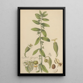 Euphorbia hypericifolia - William Jackson Hooker — framed artwork on a wall