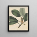 Ficus coriacea - William Jackson Hooker — framed artwork on a wall