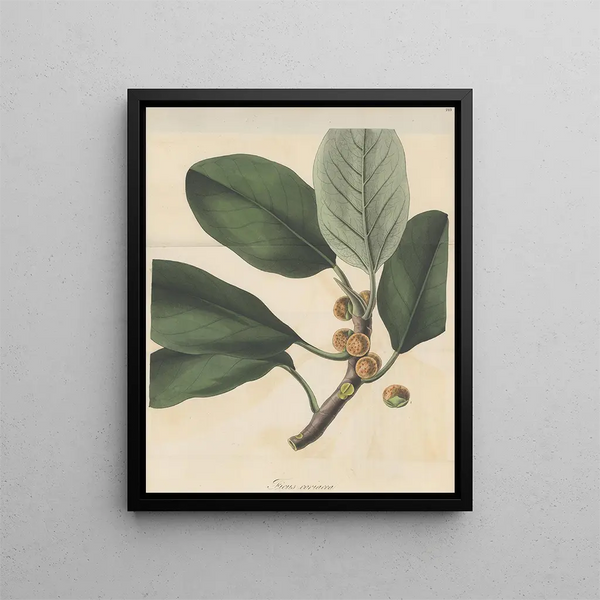 Ficus coriacea - William Jackson Hooker — framed artwork on a wall