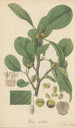 Ficus nitida - William Jackson Hooker — artwork view
