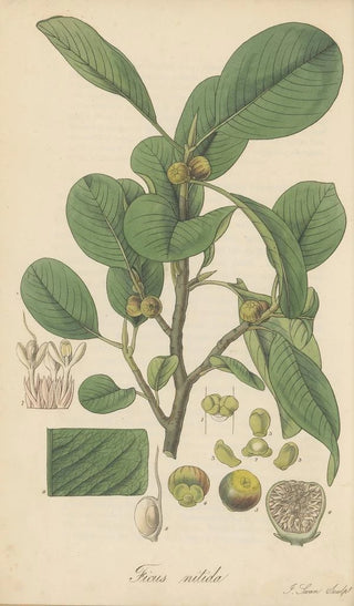 William Jackson Hooker - Ficus nitida.webp
