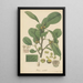 Ficus nitida - William Jackson Hooker — framed artwork on a wall