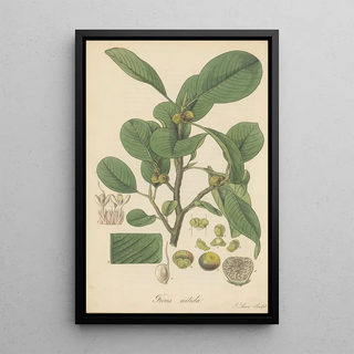 William Jackson Hooker - Ficus nitida.webp