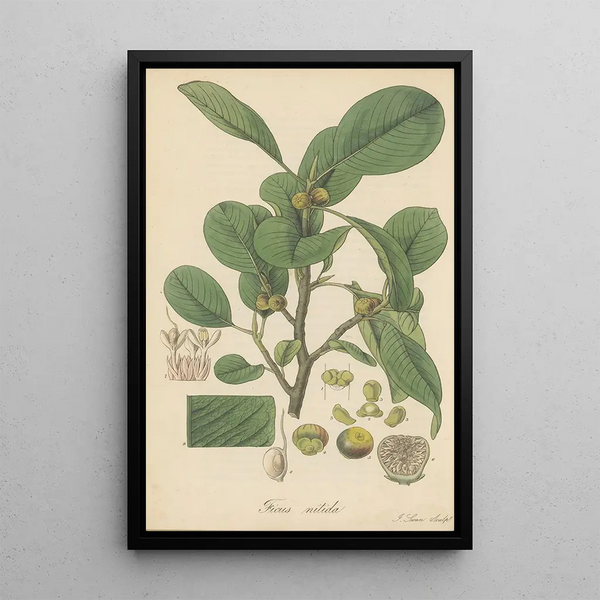 Ficus nitida - William Jackson Hooker — framed artwork on a wall
